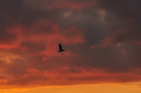 Vôo solitário de pelicano no fim de tarde em Dominicalito, no litoral da Costa Rica